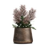 Skimmia in a flowerpot for the interior 944