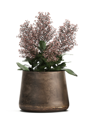 skimmia-in-a-flowerpot-for-the-interior-944-3d-model-max-obj-fbx