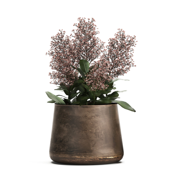 Skimmia in a flowerpot for the interior 944