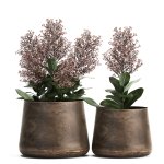 Skimmia in a flowerpot for the interior 944