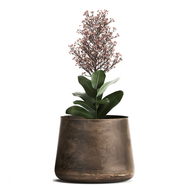 Skimmia in a flowerpot for the interior 944