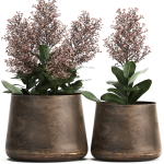 Skimmia in a flowerpot for the interior 944