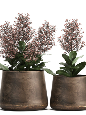 Skimmia in a flowerpot for the interior 944