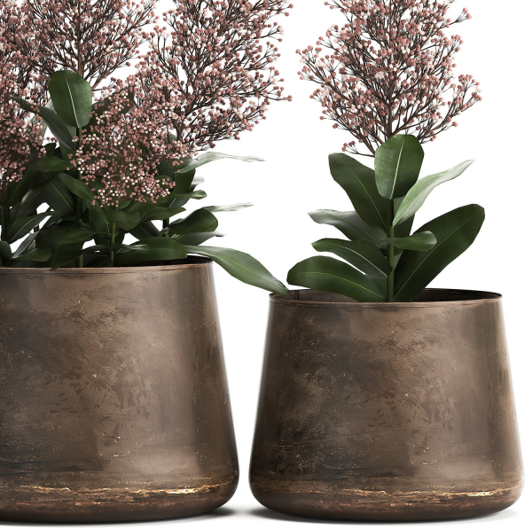 Skimmia in a flowerpot for the interior 944