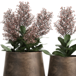 Skimmia in a flowerpot for the interior 944