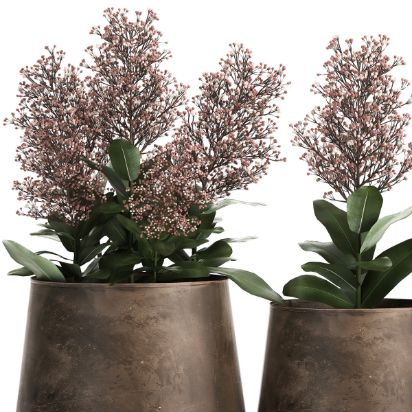 Skimmia in a flowerpot for the interior 944
