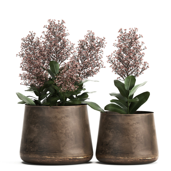 Skimmia in a flowerpot for the interior 944
