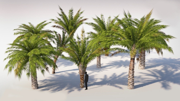 Small Palm 9 Trees Set