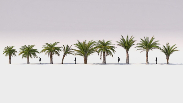 Small Palm 9 Trees Set