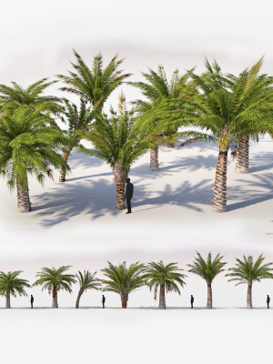Small Palm 9 Trees Set