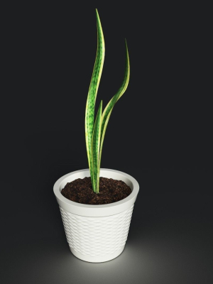 sneck-plant-3d-model-with-texture-3d-model-low-poly-animated-obj-ma