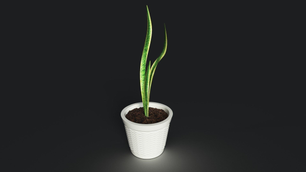 sneck plant 3D model with texture