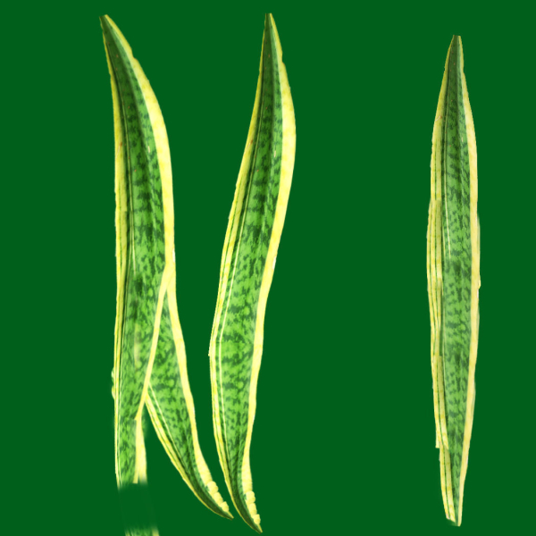 sneck plant 3D model with texture