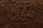 sneck plant 3D model with texture