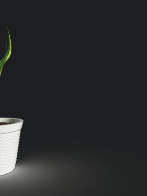sneck plant 3D model with texture