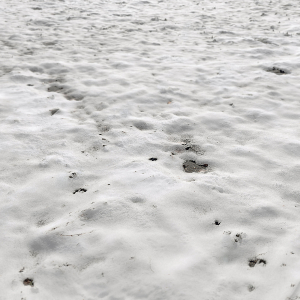 Snow ground Scan 10k