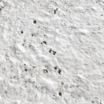 Snow ground Scan 10k