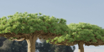 Socotra dragon trees vol 14