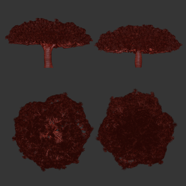 Socotra dragon trees vol 14