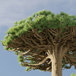 Socotra dragon trees vol 14
