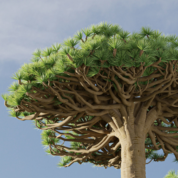 Socotra dragon trees vol 14