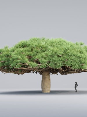 socotra-dragon-trees-vol-14-3d-model-adc82a347b