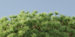 Socotra dragon trees vol 14