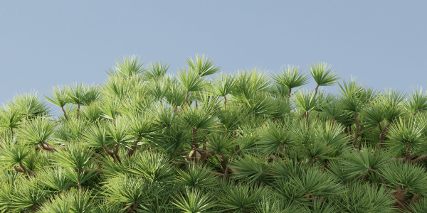 Socotra dragon trees vol 14