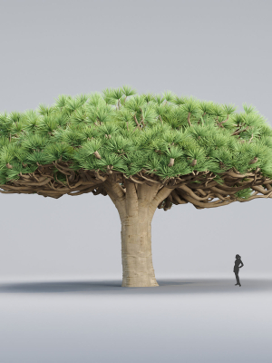 Socotra dragon trees vol 14