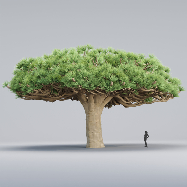 Socotra dragon trees vol 14