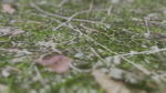4 Soil Moss set