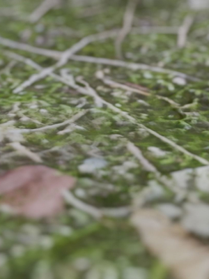 soil-moss-3d-model