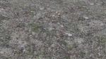 4 Soil Moss set