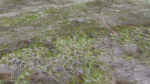 4 Soil Moss set