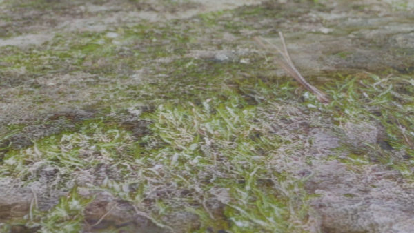 4 Soil Moss set