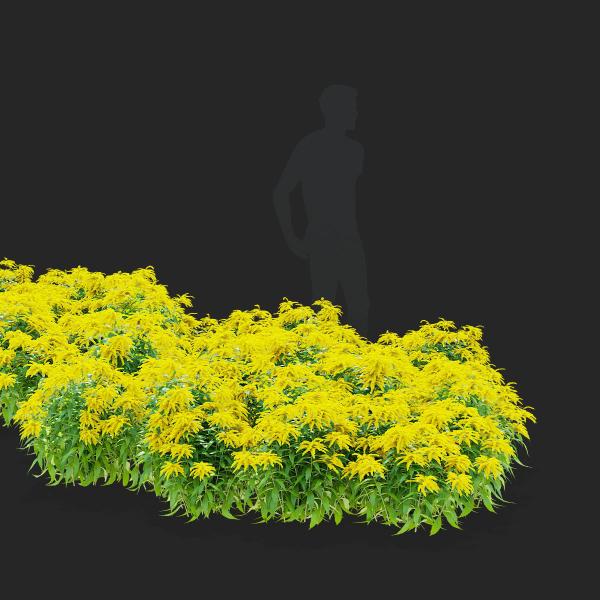 Solidago flower
