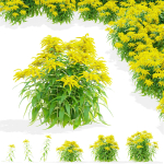 Solidago flower