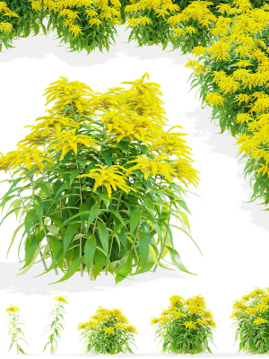 Solidago flower