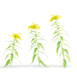 Solidago flower