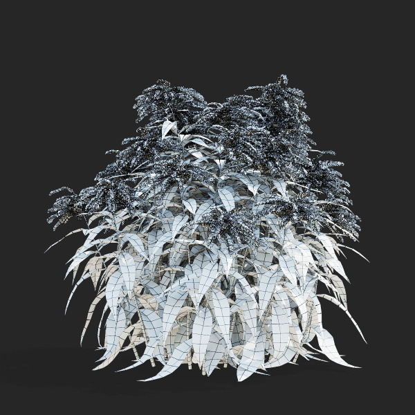 Solidago flower