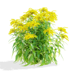 Solidago flower