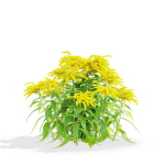 Solidago flower