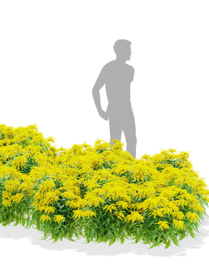 solidago-flower-3d-model-78a971f301