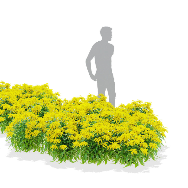 Solidago flower