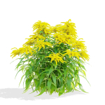 Solidago flower