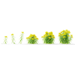 Solidago flower