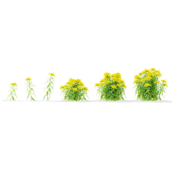Solidago flower
