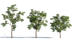 Sophora japonica tree b