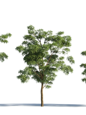 Sophora japonica tree b