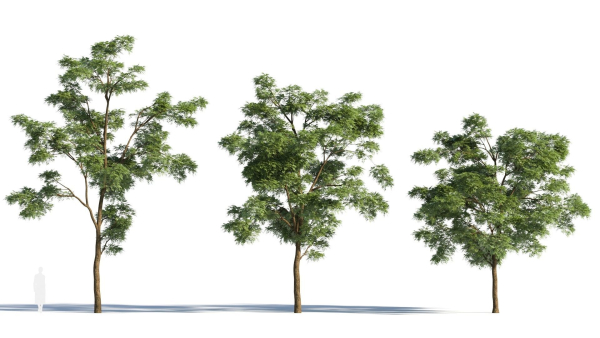 Sophora japonica tree b
